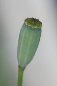 Coquelicot