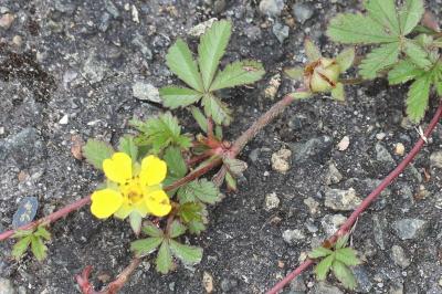 Potentille rampante