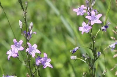 Campanule raiponce