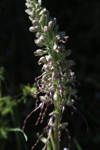 Orchis bouc