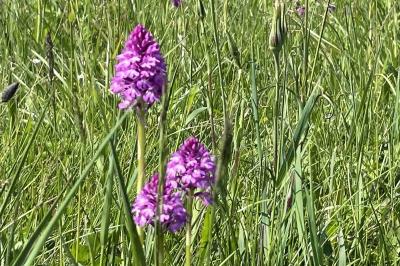 Orchis pyramidal
