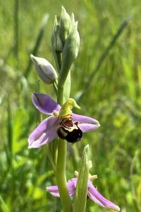 Ophrys abeille