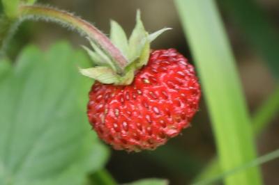 Fraisier sauvage