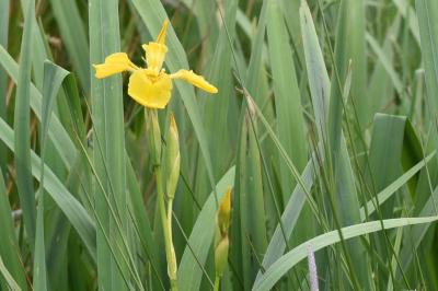 Iris faux acore