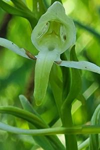 Orchis verdâtre