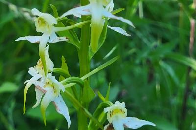 Orchis verdâtre