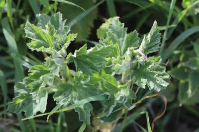 Guimauve officinale