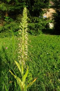Orchis bouc
