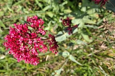 Centranthe rouge