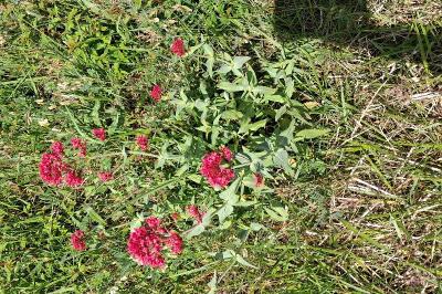 Centranthe rouge