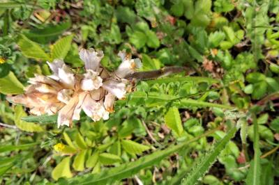 Orobanche de la picride