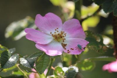 Rosier rubigineux