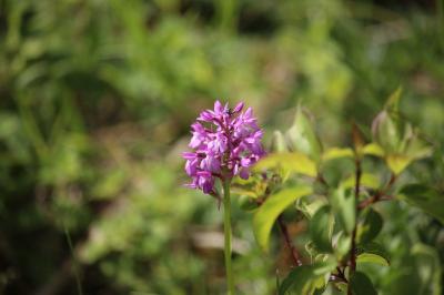 Orchis pyramidal