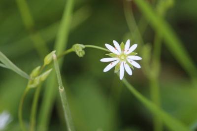 Stellaire graminée