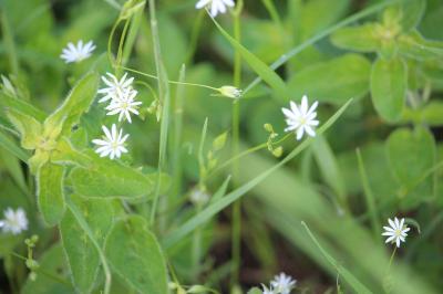 Stellaire graminée