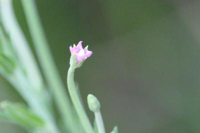Épilobe à tige carrée