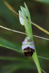 Ophrys abeille