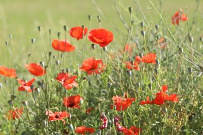 Coquelicot
