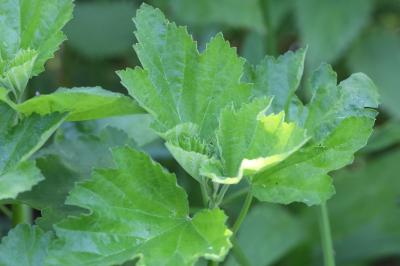 Guimauve officinale