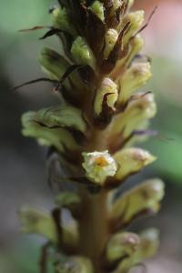 Orobanche du lierre