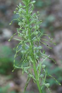 Orchis bouc
