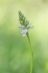 Orchis tacheté