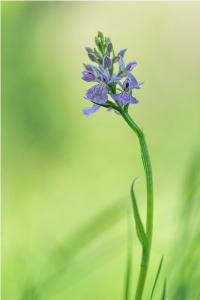 Orchis tacheté