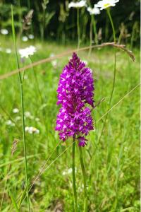 Orchis pyramidal