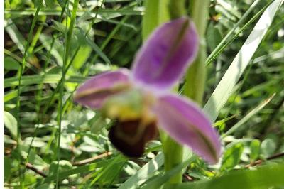 Ophrys abeille
