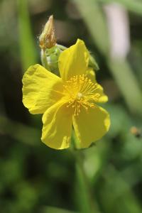 Hélianthème jaune