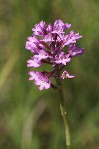 Orchis pyramidal