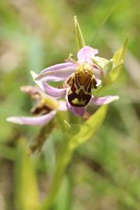 Ophrys abeille