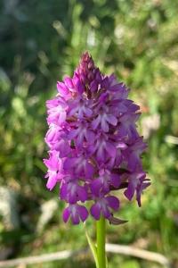 Orchis pyramidal