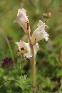 Orobanche du thym