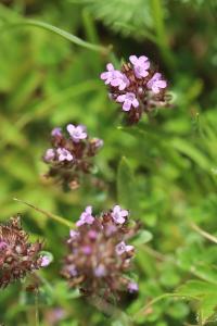 Orobanche du thym