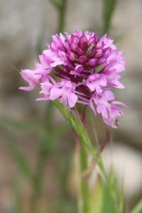 Orchis pyramidal