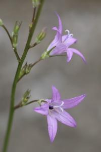 Campanule raiponce