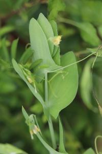 Gesse aphylle