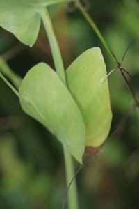 Gesse aphylle