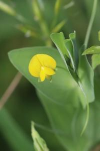 Gesse aphylle