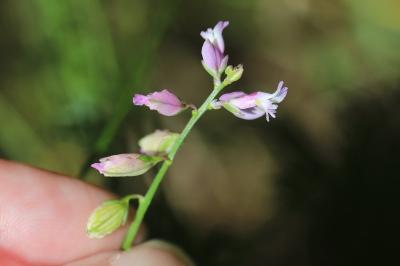 Polygala à feuilles de serpollet