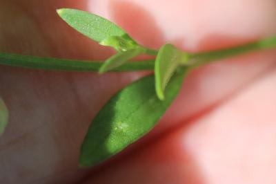 Polygala à feuilles de serpollet