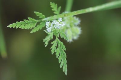 Torilis à fleurs glomérulées