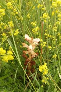 Orobanche giroflée
