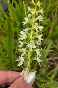 Orchis verdâtre
