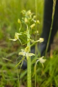 Orchis verdâtre