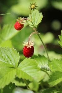Fraisier sauvage