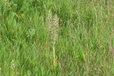 Orchis bouc