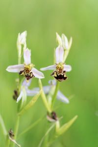 Ophrys abeille