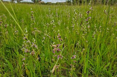 Ophrys abeille